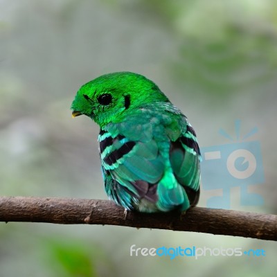 Male Green Broadbill Stock Photo