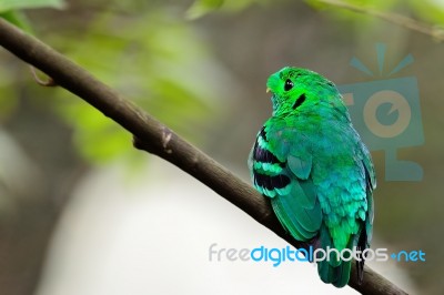 Male Green Broadbill Stock Photo