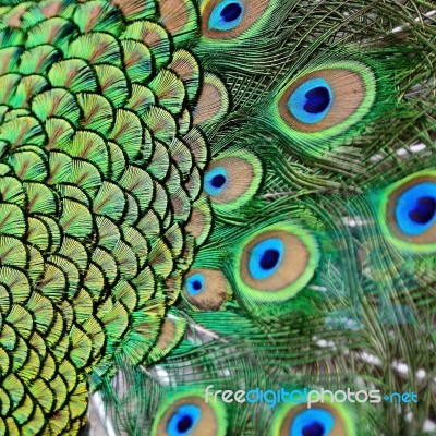 Male Green Peacock Feathers Stock Photo