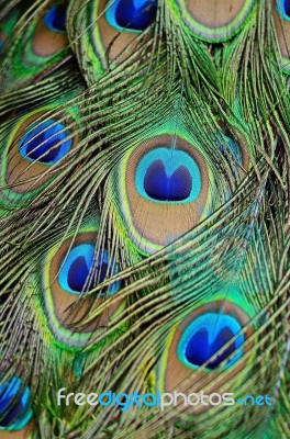 Male Green Peacock Feathers Stock Photo