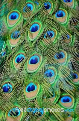 Male Green Peacock Feathers Stock Photo