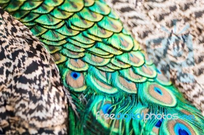 Male Green Peacock Feathers Stock Photo