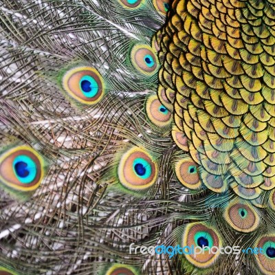 Male Green Peacock Feathers Stock Photo