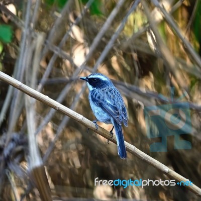 Male Grey Bushchat Stock Photo