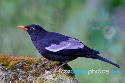 Male Grey-winged Blackbird Stock Photo