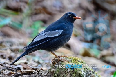 Male Grey-winged Blackbird Stock Photo