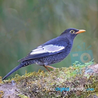 Male Grey-winged Blackbird Stock Photo