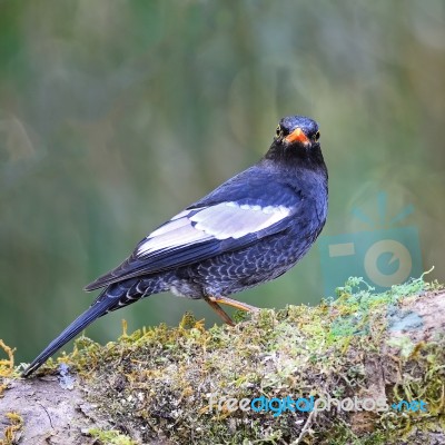 Male Grey-winged Blackbird Stock Photo