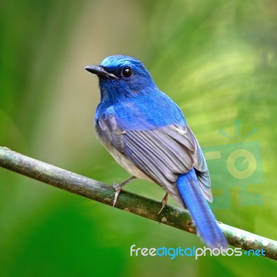 Male Hainan Blue Flycatcher Stock Photo