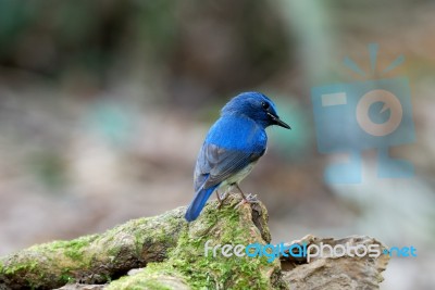 Male Hainan Blue Flycatcher Stock Photo