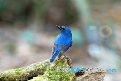 Male Hainan Blue Flycatcher Stock Photo