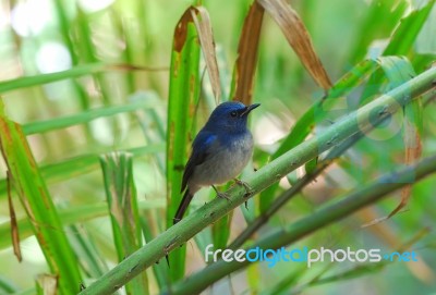 Male Hainan Blue Flycatcher Stock Photo