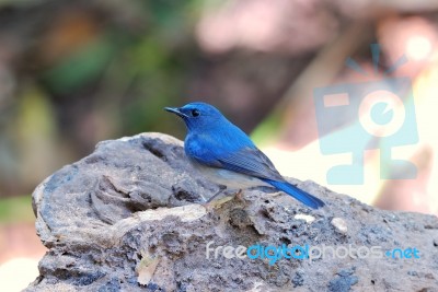 Male Hainan Blue Flycatcher Stock Photo