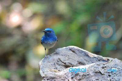 Male Hainan Blue Flycatcher Stock Photo