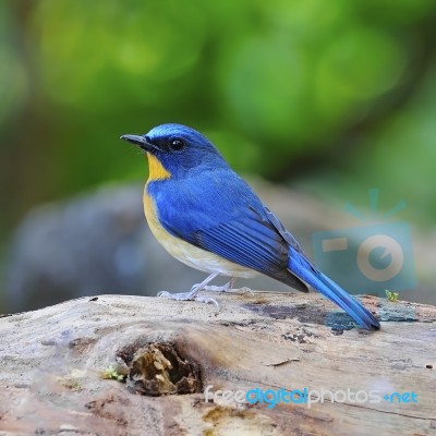 Male Hill Blue Flycatcher Stock Photo