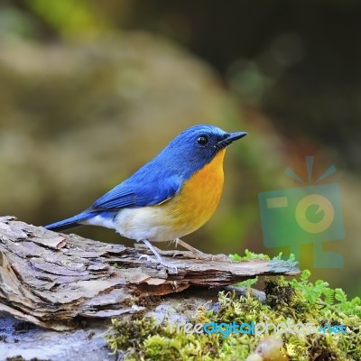 Male Hill Blue Flycatcher Stock Photo