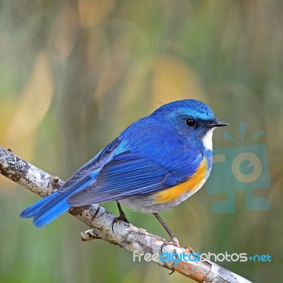 Male Himalayan Bluetail Stock Photo