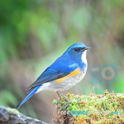 Male Himalayan Bluetail Stock Photo