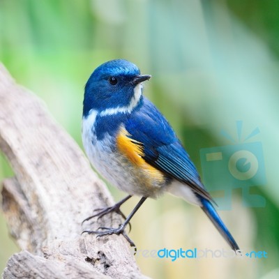 Male Himalayan Bluetail Stock Photo