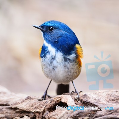 Male Himalayan Bluetail Stock Photo