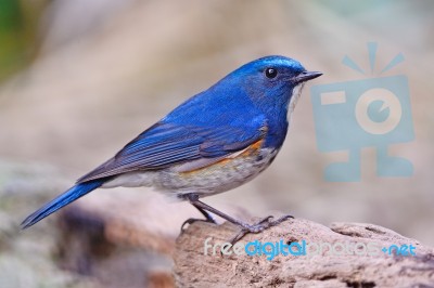 Male Himalayan Bluetail Stock Photo