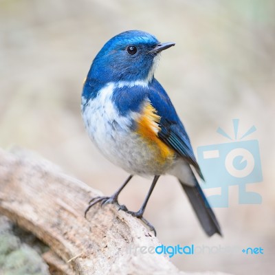 Male Himalayan Bluetail Stock Photo