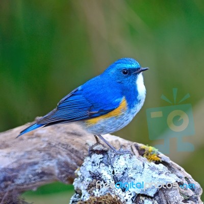 Male Himalayan Bluetail Stock Photo