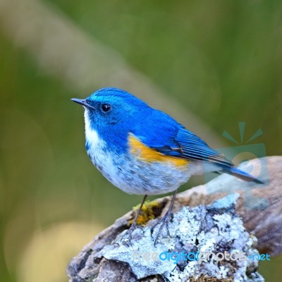 Male Himalayan Bluetail Stock Photo