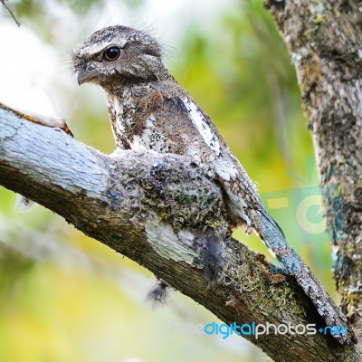 Male Hodgson Frogmouth Stock Photo