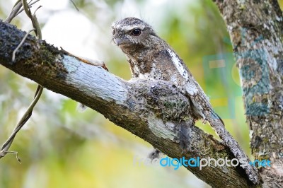 Male Hodgson Frogmouth Stock Photo