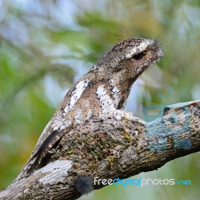 Male Hodgson Frogmouth Stock Photo