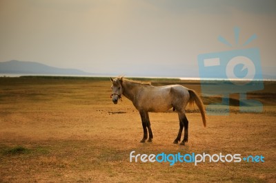 Male Horse On Rural Farm Field Stock Photo