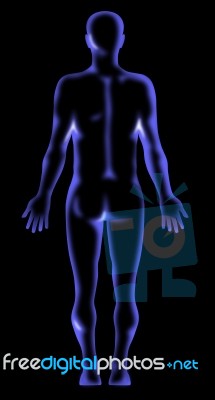 Male Human Anatomy Standing Stock Image