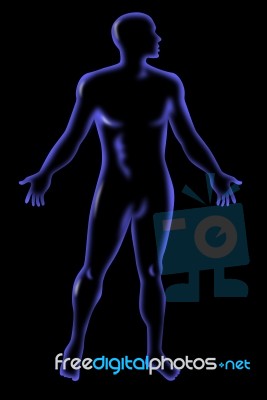 Male Human Anatomy Standing Stock Image