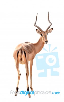 Male Impala Isolated Stock Photo