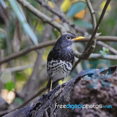 Male Japanese Thrush Stock Photo