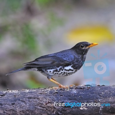 Male Japanese Thrush Stock Photo