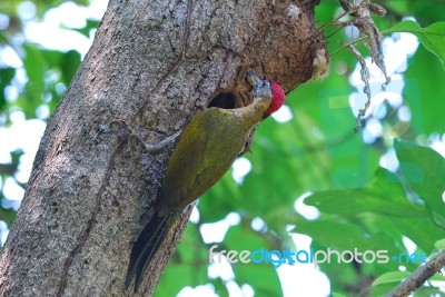 Male Laced Woodpecker Stock Photo