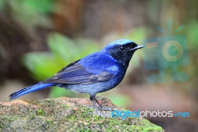 Male Large Niltava Stock Photo