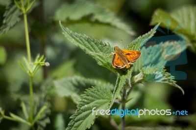 Male Large Skipper Butterfly (ochlodes Venatus) Stock Photo