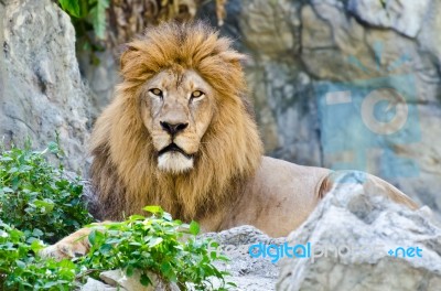 Male Lion Stock Photo