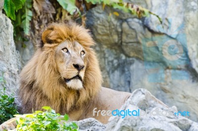 Male Lion Stock Photo