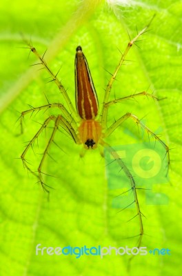 Male Lynx Spider Stock Photo