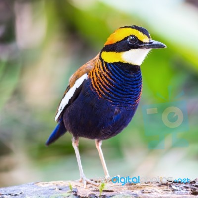 Male Malayan Banded Pitta Stock Photo