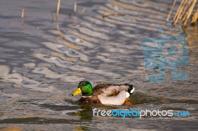 Male Mallard (anas Platyrhynchos) Stock Photo