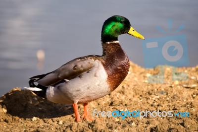 Male Mallard (anas Platyrhynchos) Stock Photo