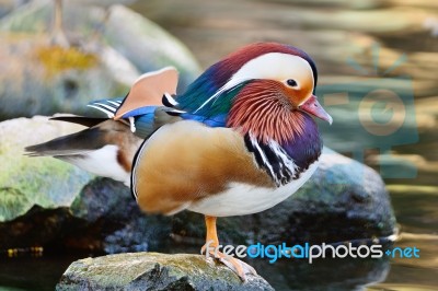 Male Mandarin Duck Stock Photo