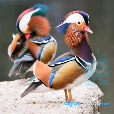 Male Mandarin Duck Stock Photo