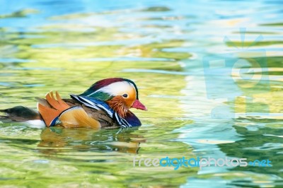 Male Mandarin Duck Stock Photo