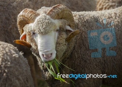 Male Merino Sheep Eating Ruzi Grass In Rural Ranch Farm Stock Photo